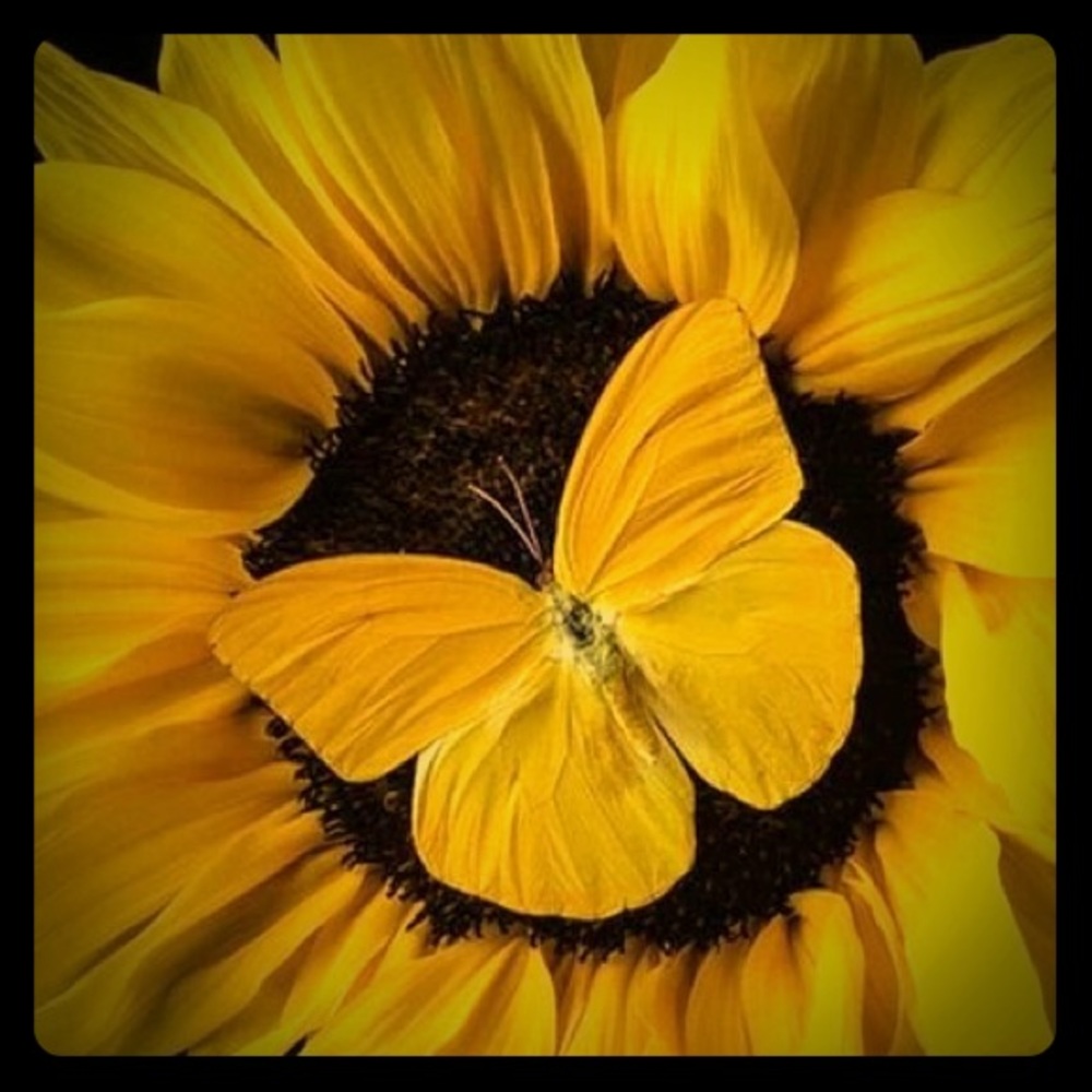 Meet your Posher, Martina